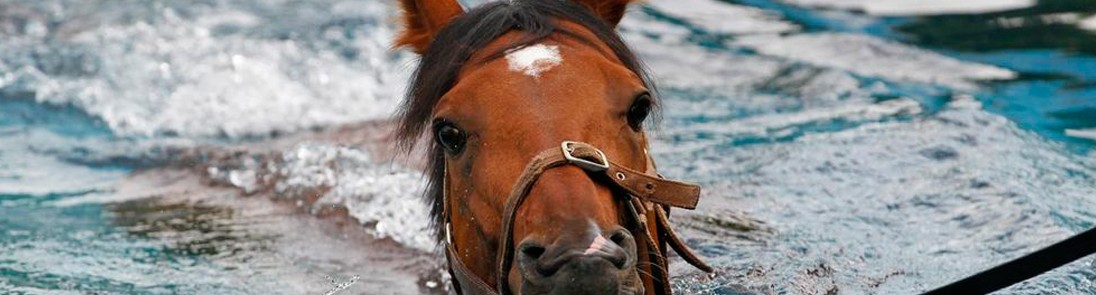Horse Swim