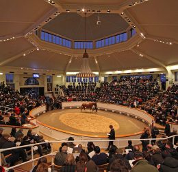 Tattersalls December Sale Mares etc
05/12/17