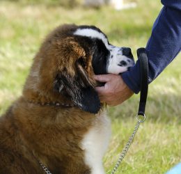 Fun Dog Show