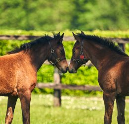 National Stud Image