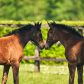 National Stud Image